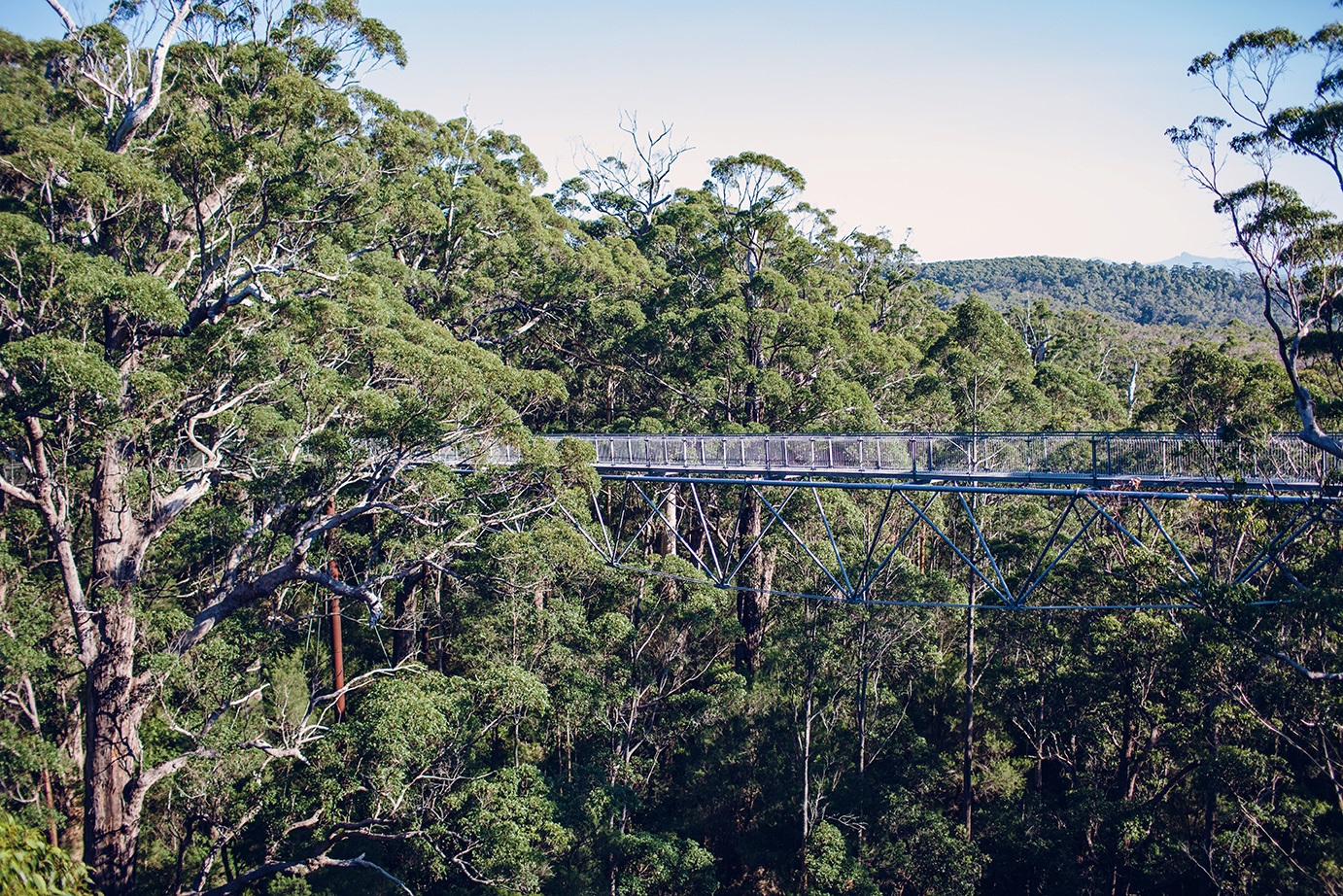 Valley of the Giants Treetop Walk